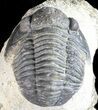 Bargain, Gerastos Trilobite Fossil - Morocco #57632-3